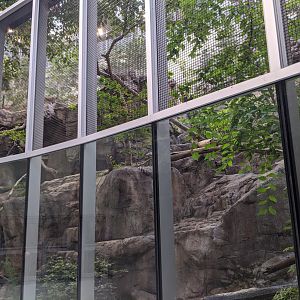 Lynx habitat - 03-09-2020