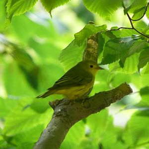 Yellow warbler - 03-09-2020