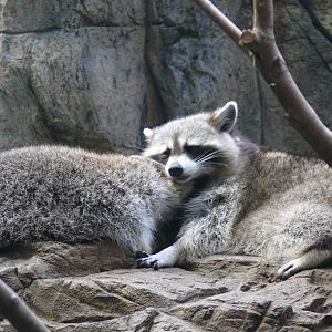 Raccoon - 03-09-2020