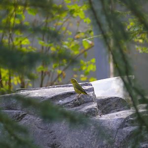 Yellow warbler - 03-09-2020