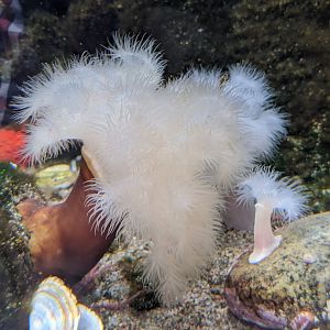 Frilled anemone (?) - 03-09-2020