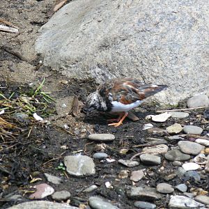 Ruddy turnstone - 03-09-2020
