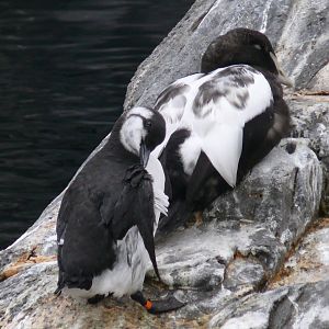 Common murre and Common eider - 03-09-2020