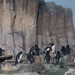 Part of the penguin colony - 03-09-2020