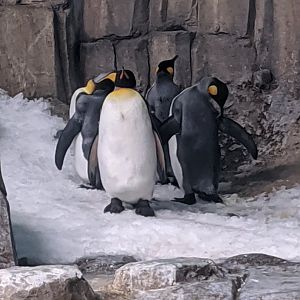 King penguins - 03-09-2020
