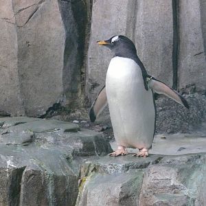 Gentoo penguin - 03-09-2020