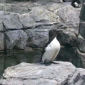 Razorbill - 03-09-2020