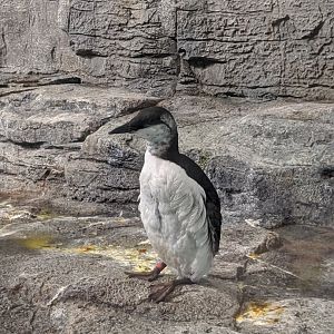 Common murre 2 - 03-09-2020
