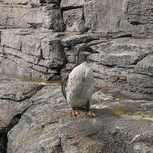 Common murre 1 - 03-09-2020
