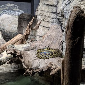 Yellow anaconda - 03-09-2020