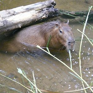 Capybara - 03-09-2020