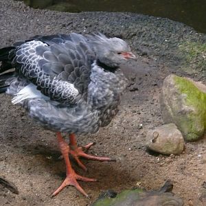 Southern screamer - 03-09-2020