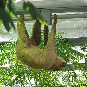 Southern two-toed sloth - 03-09-2020