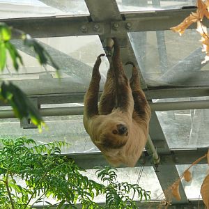 Southern two-toed sloth - 03-09-2020
