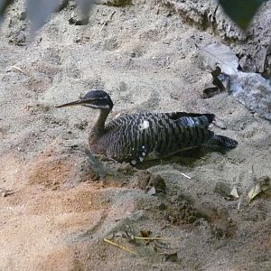 Sunbittern - 03-09-2020