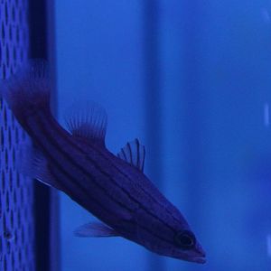 Meteor basslet - Liopropoma susumi