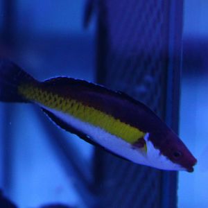 Velvet naoko's  fairy wrasse - Cirrhilabrus naokoae
