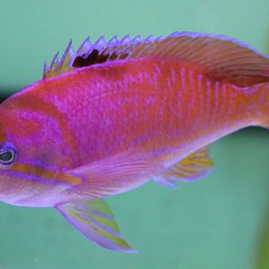 Pseudanthias bimaculatus