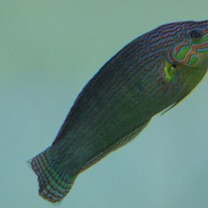 Halicoeres melanurus