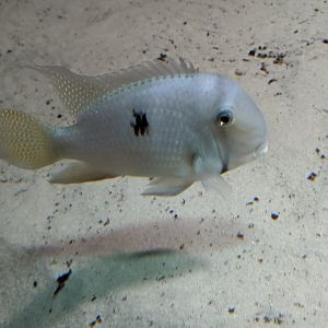 Cichlid (species id?) - 03-09-2020