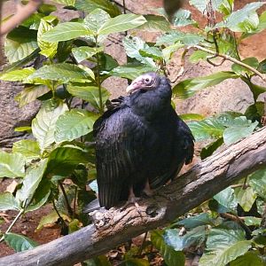 Turkey vulture - 03-09-2020