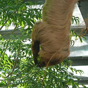 Southern two-toed sloth - 03-09-2020