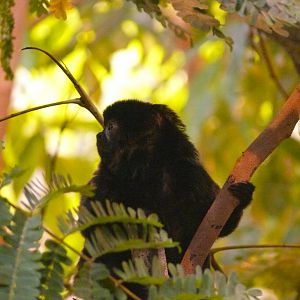 Goeldi's monkey - 03-09-2020