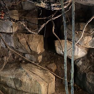 Tropics trail- African fruit bat exhibit