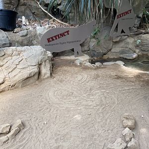 Tropics trail- radiated tortoise exhibit