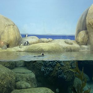 Main building- black footed penguin exhibit