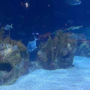 Discovery bay- Atlantic reef tank
