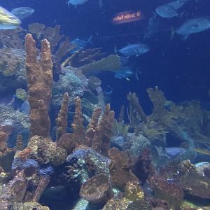 Discovery bay- Atlantic reef tank