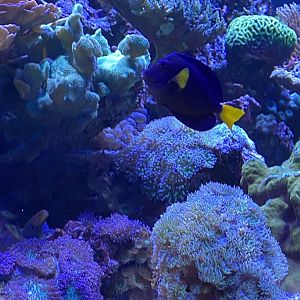 Discovery bay- coral reef