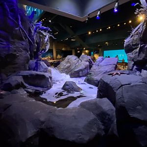 Discovery bay- tide pool