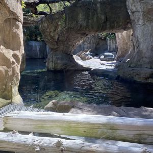 Russia’s grizzly coast- sea otter exhibit