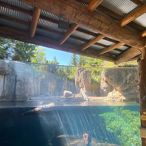 Russia’s grizzly coast- sea otter exhibit