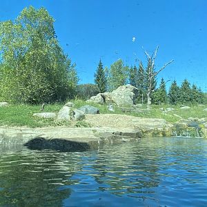 Russia’s grizzly coast- Alaskan brown bear exhibit