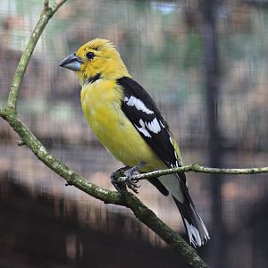 Golden grosbeak (Pheucticus chrysogaster)