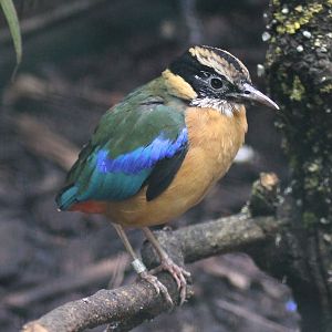 Blue-winged pitta (Pitta moluccensis)