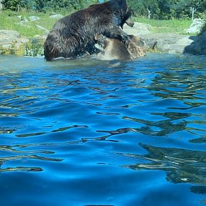 Russia’s grizzly coast- bears playing