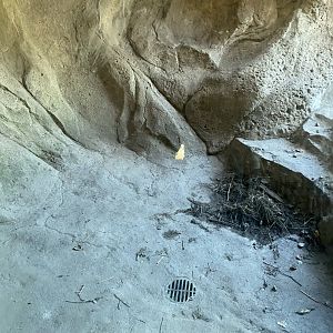 Russia’s grizzly coast- bear den