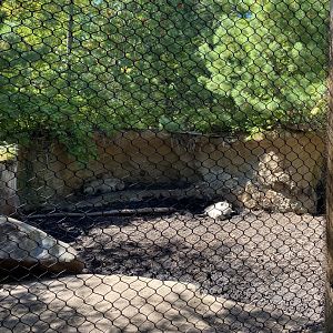Russia’s grizzly coast- European wild boar exhibit