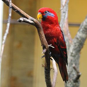 Blue-eared lory (Eos semilarvata)