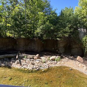 Russia’s grizzly coast- European wild boar exhibit