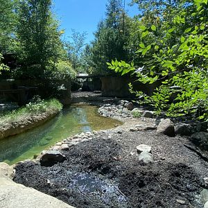 Russia’s grizzly coast- European wild boar exhibit