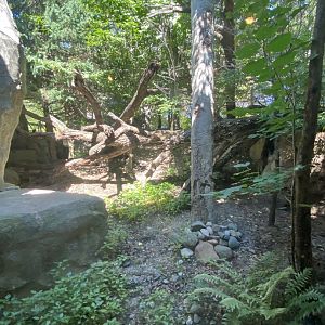Russia’s grizzly coast- Amur leopard exhibit #1