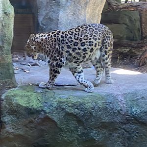 Russia’s grizzly coast- Amur leopard