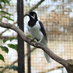 White-tailed jay (Cyanocorax mystacalis)