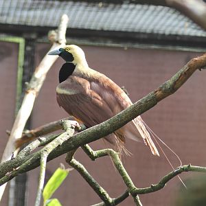 Raggiana bird-of-paradise (Paradisaea raggiana)