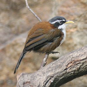 Chestnut-backed scimitar babbler (Pomatorhinus montanus)